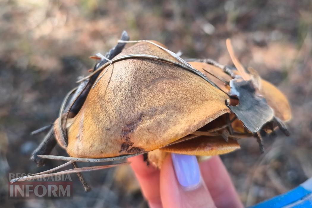 Тихий вайб Вилківського лісу у грибний сезон - фоторепортаж