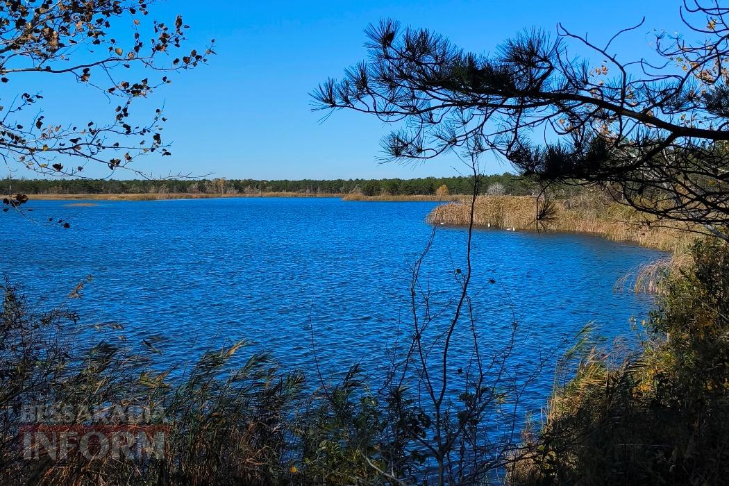 Тихий вайб Вилківського лісу у грибний сезон - фоторепортаж