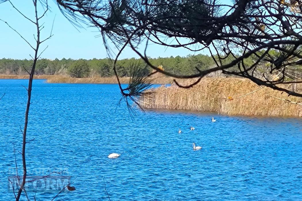 Тихий вайб Вилківського лісу у грибний сезон - фоторепортаж