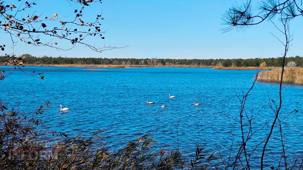 Тихий вайб Вилківського лісу у грибний сезон - фоторепортаж
