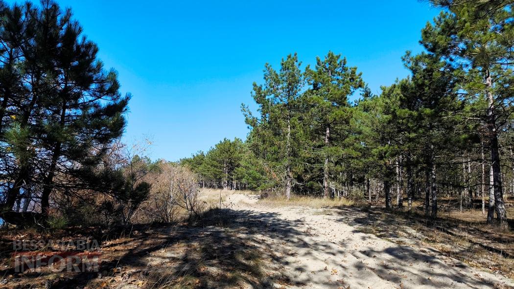 Тихий вайб Вилківського лісу у грибний сезон - фоторепортаж