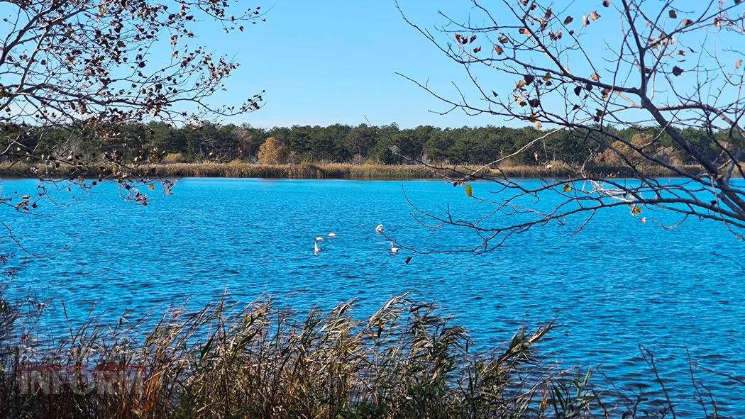 Тихий вайб Вилківського лісу у грибний сезон - фоторепортаж