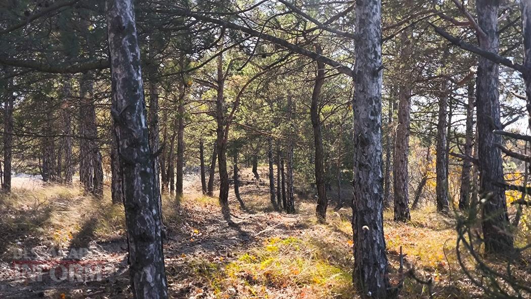 Тихий вайб Вилківського лісу у грибний сезон - фоторепортаж