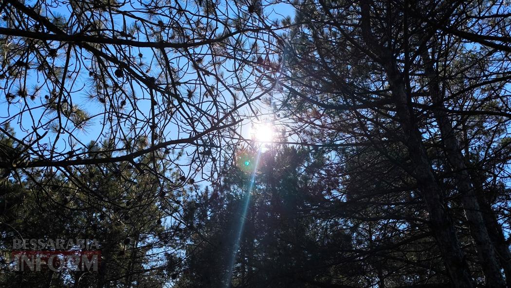 Тихий вайб Вилківського лісу у грибний сезон - фоторепортаж