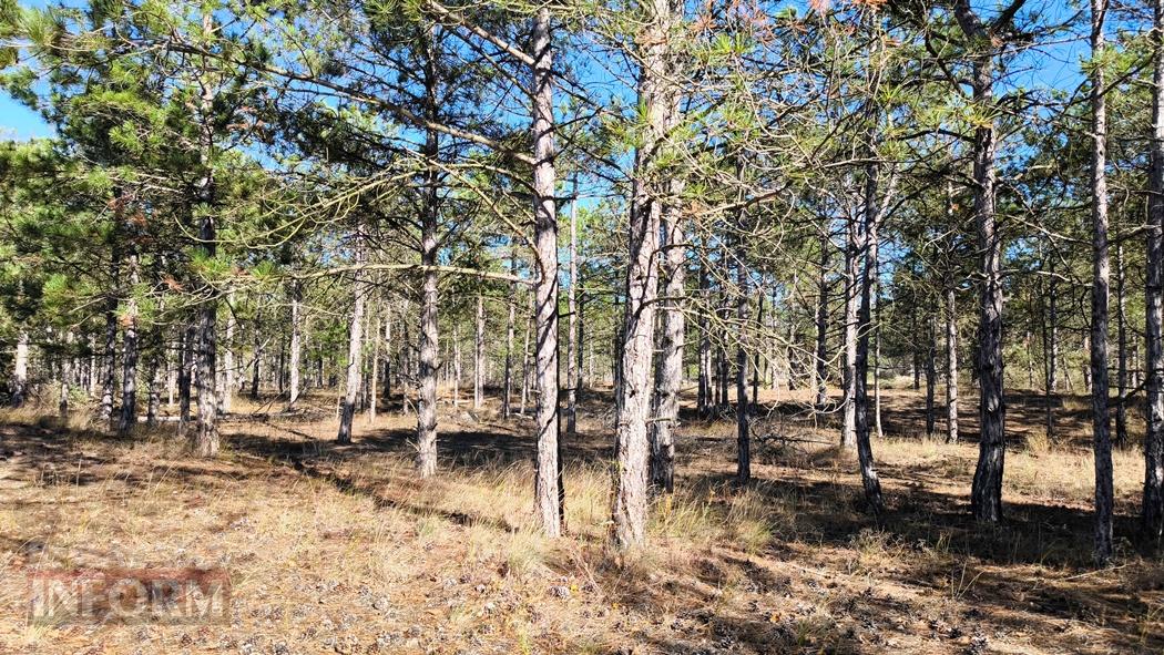 Тихий вайб Вилківського лісу у грибний сезон - фоторепортаж