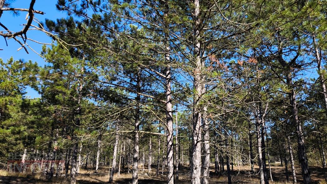 Тихий вайб Вилківського лісу у грибний сезон - фоторепортаж