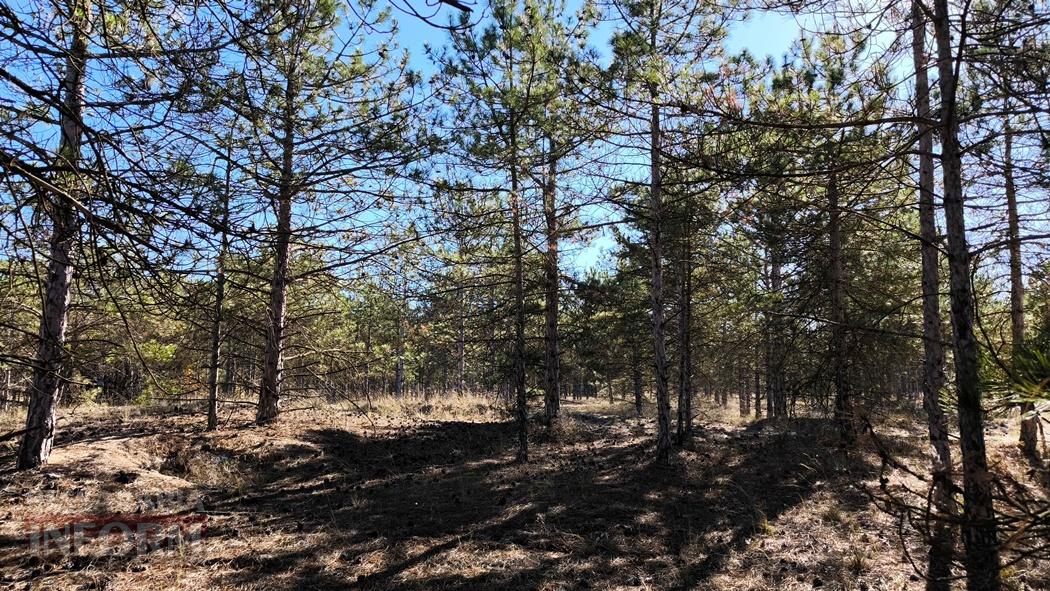 Тихий вайб Вилківського лісу у грибний сезон - фоторепортаж