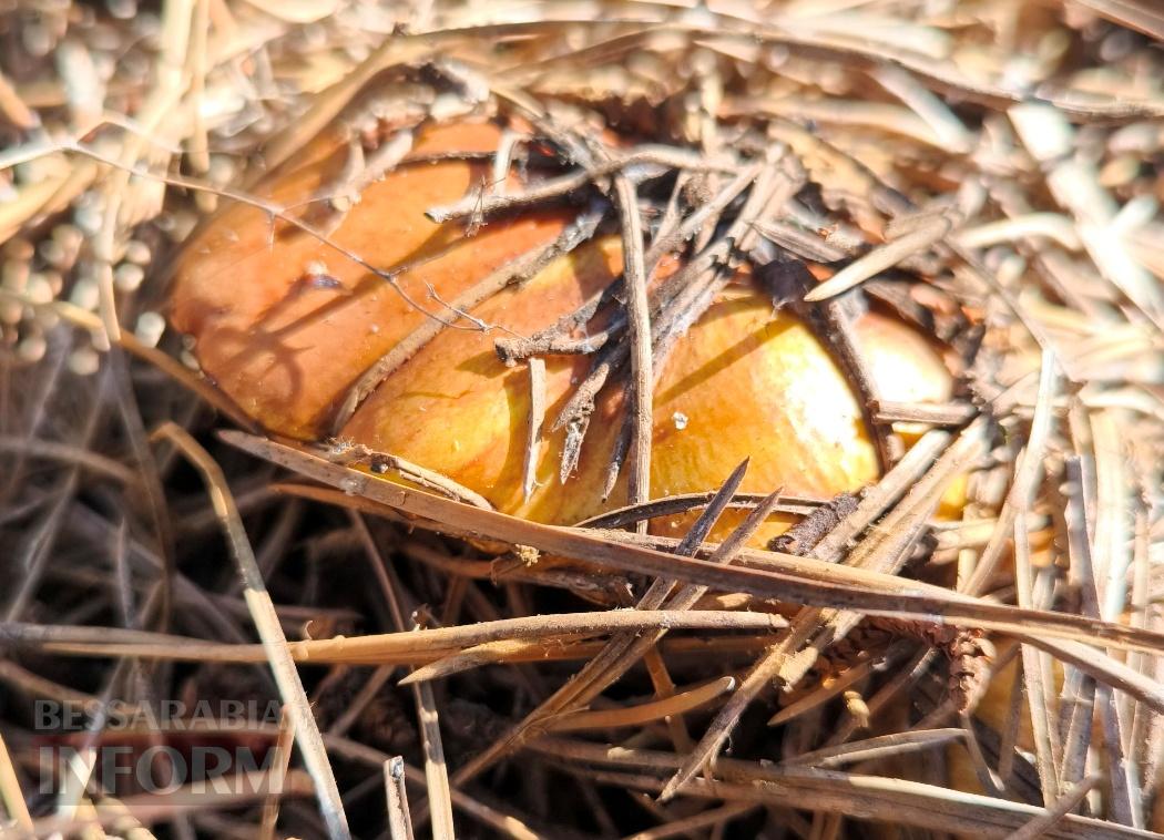 Тихий вайб Вилківського лісу у грибний сезон - фоторепортаж
