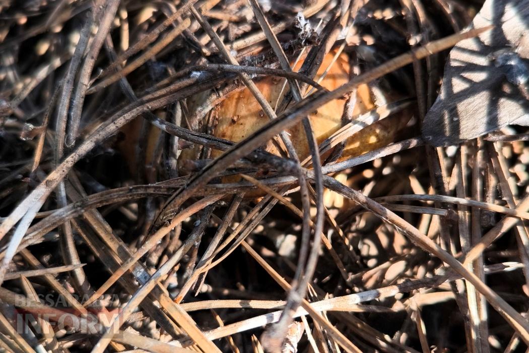 Тихий вайб Вилківського лісу у грибний сезон - фоторепортаж