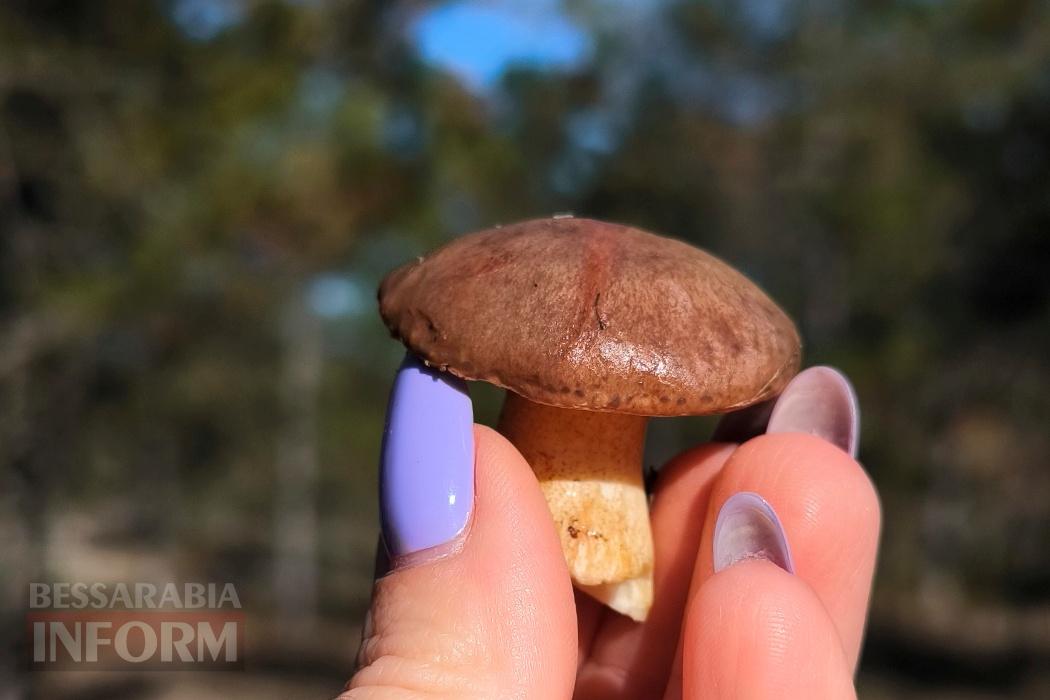 Тихий вайб Вилківського лісу у грибний сезон - фоторепортаж