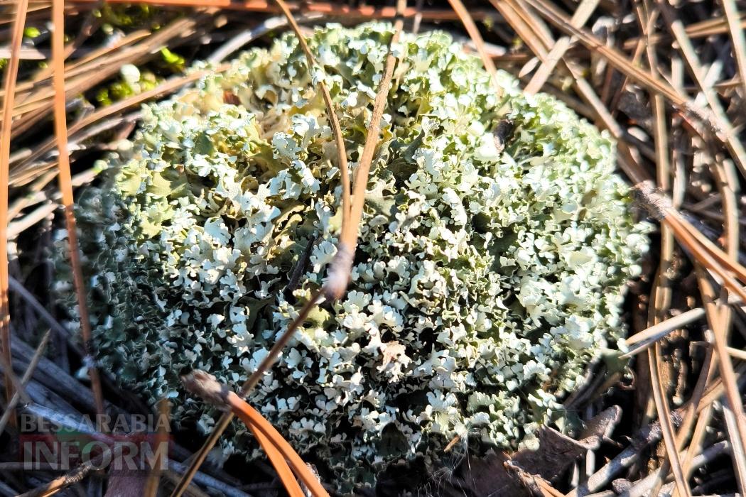 Тихий вайб Вилківського лісу у грибний сезон - фоторепортаж