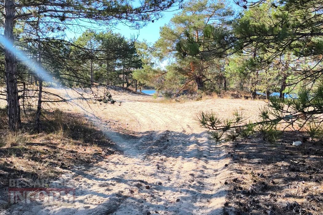 Тихий вайб Вилківського лісу у грибний сезон - фоторепортаж