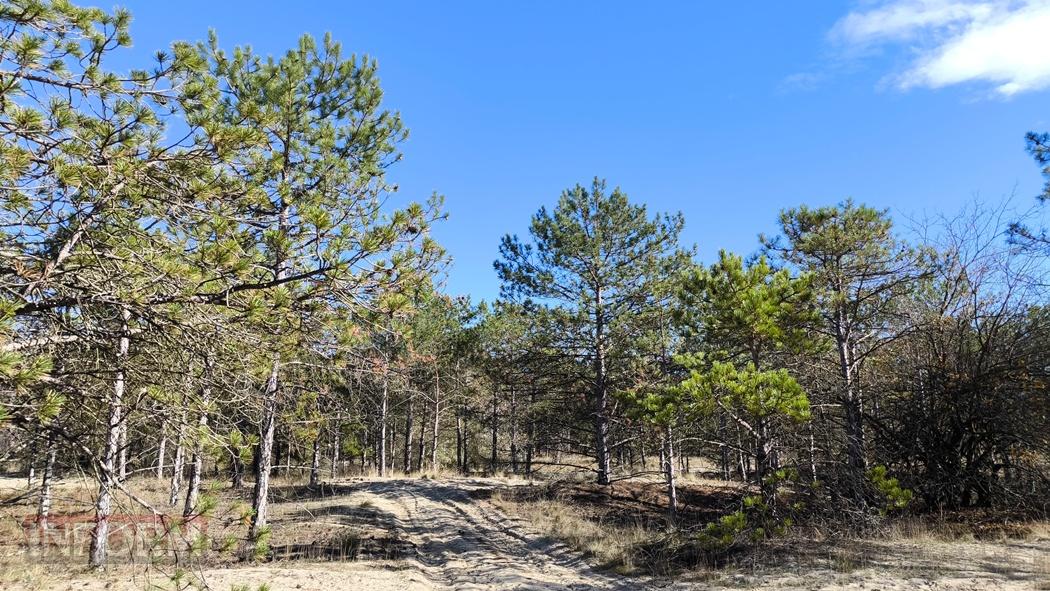 Тихий вайб Вилківського лісу у грибний сезон - фоторепортаж