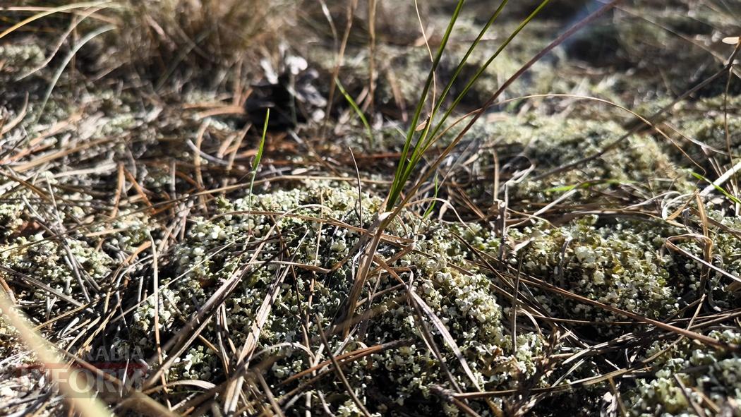 Тихий вайб Вилківського лісу у грибний сезон - фоторепортаж
