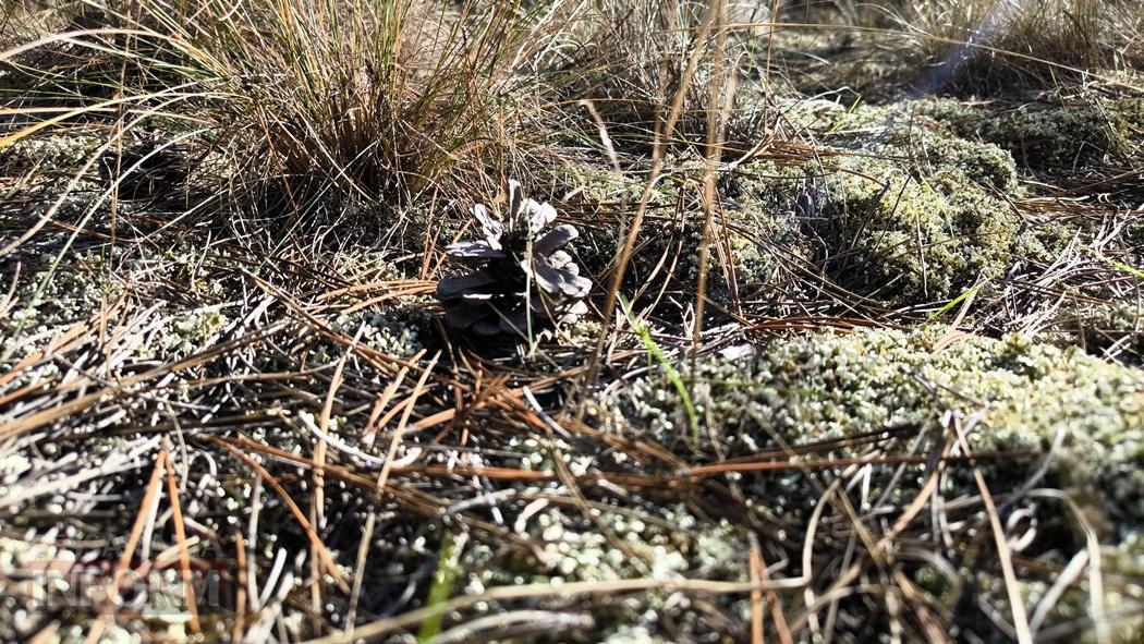 Тихий вайб Вилківського лісу у грибний сезон - фоторепортаж