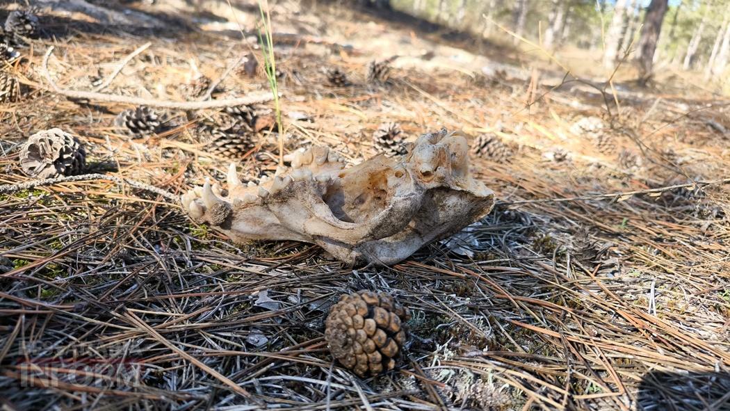 Тихий вайб Вилківського лісу у грибний сезон - фоторепортаж