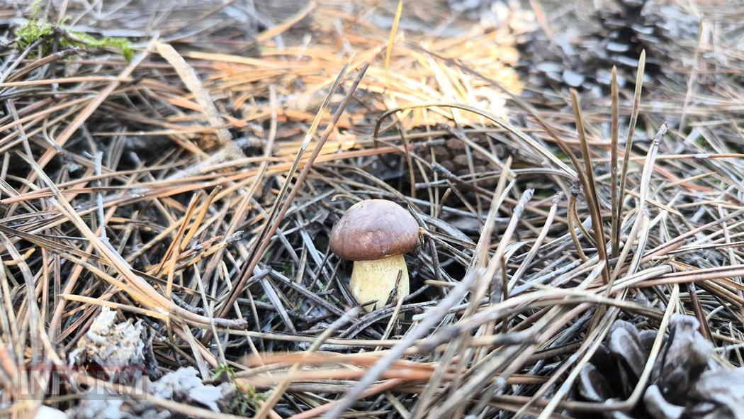 Тихий вайб Вилківського лісу у грибний сезон - фоторепортаж