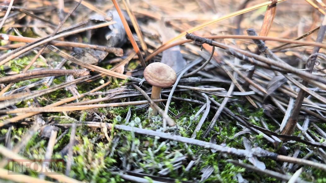 Тихий вайб Вилківського лісу у грибний сезон - фоторепортаж