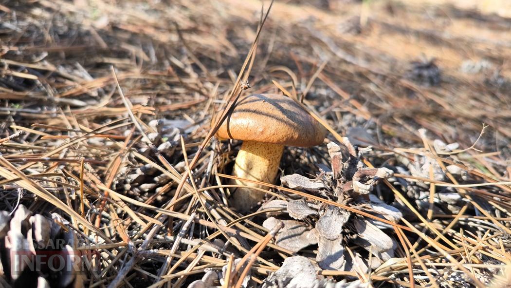 Тихий вайб Вилківського лісу у грибний сезон - фоторепортаж