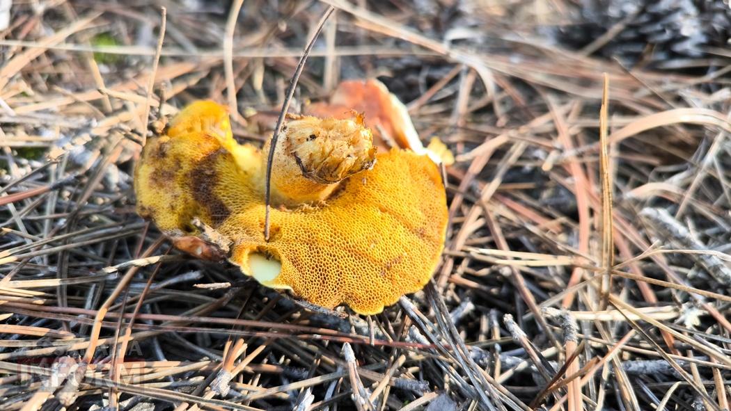 Тихий вайб Вилківського лісу у грибний сезон - фоторепортаж