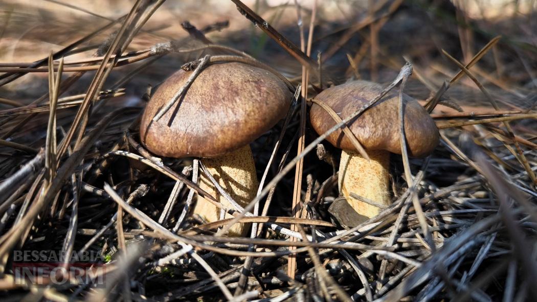 Тихий вайб Вилківського лісу у грибний сезон - фоторепортаж