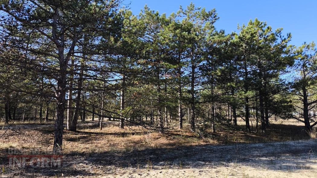 Тихий вайб Вилківського лісу у грибний сезон - фоторепортаж