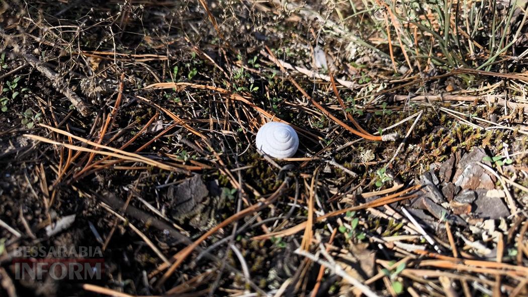 Тихий вайб Вилківського лісу у грибний сезон - фоторепортаж