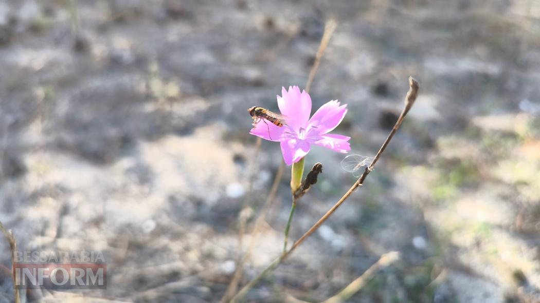 Тихий вайб Вилківського лісу у грибний сезон - фоторепортаж