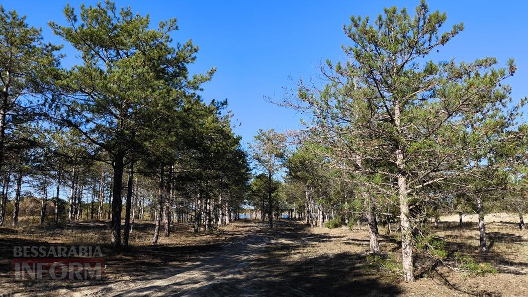 Тихий вайб Вилківського лісу у грибний сезон - фоторепортаж
