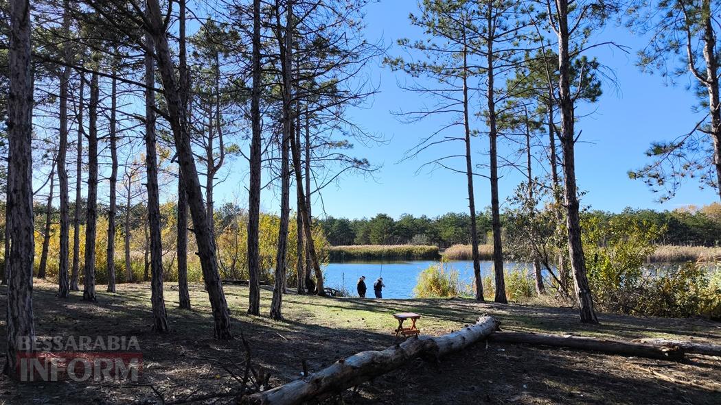 Тихий вайб Вилківського лісу у грибний сезон - фоторепортаж
