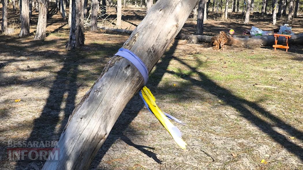 Тихий вайб Вилківського лісу у грибний сезон - фоторепортаж