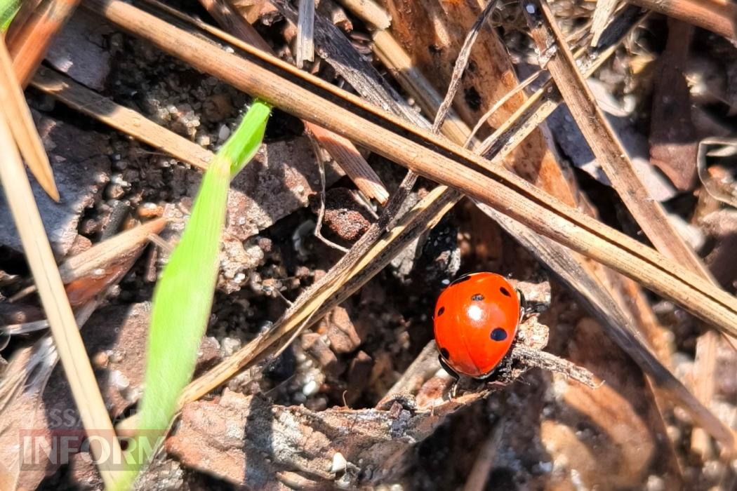 Тихий вайб Вилківського лісу у грибний сезон - фоторепортаж