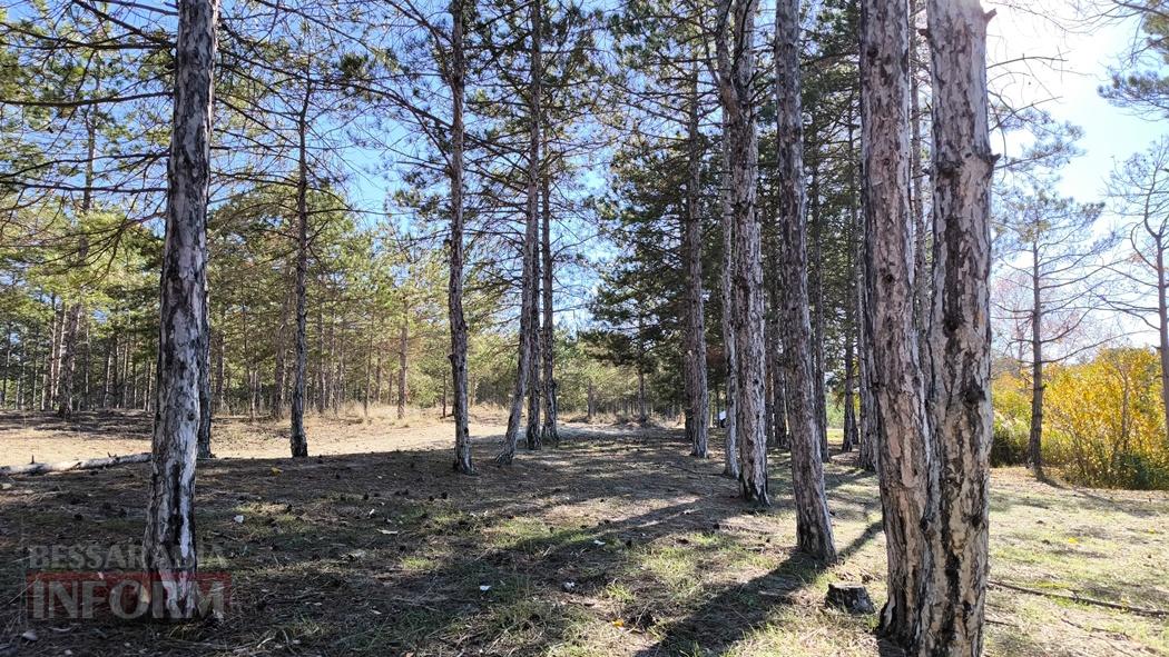 Тихий вайб Вилківського лісу у грибний сезон - фоторепортаж