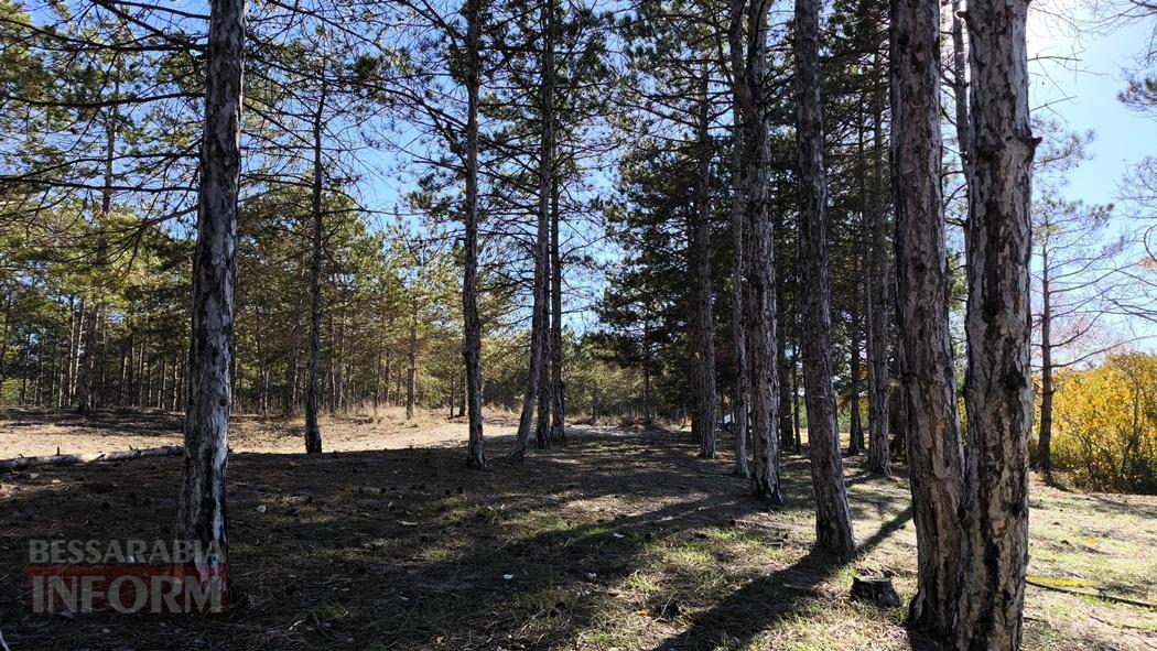 Тихий вайб Вилківського лісу у грибний сезон - фоторепортаж