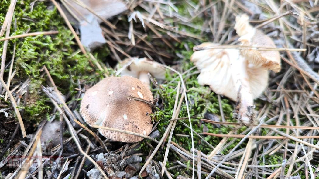 Тихий вайб Вилківського лісу у грибний сезон - фоторепортаж