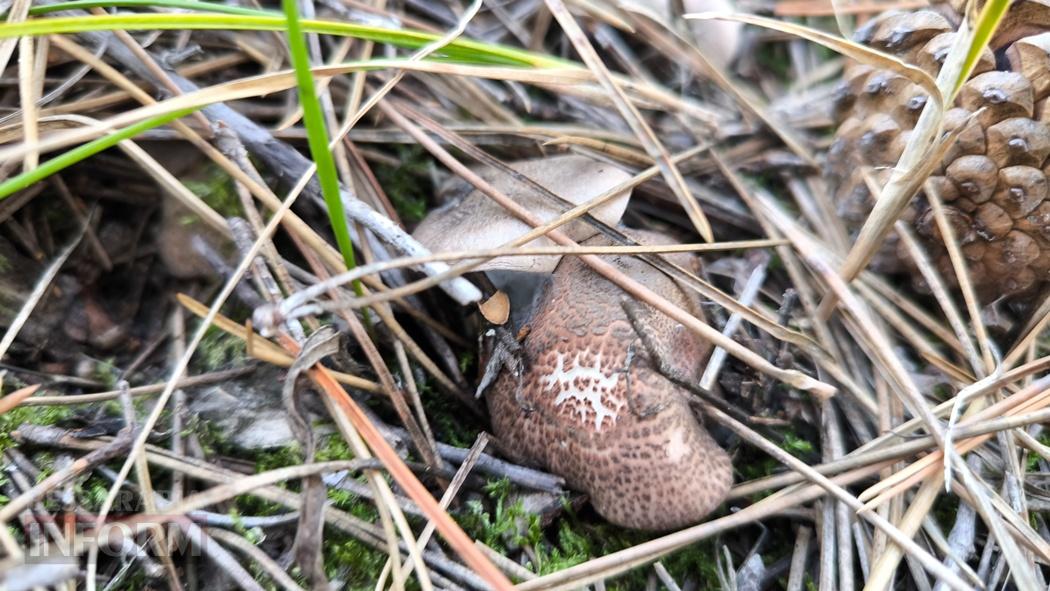 Тихий вайб Вилківського лісу у грибний сезон - фоторепортаж