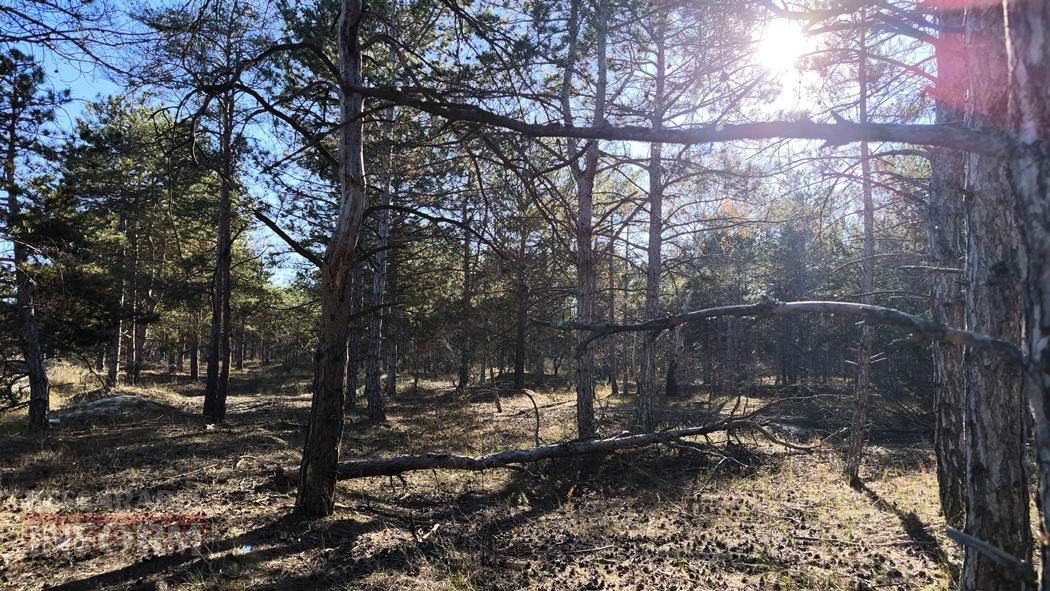 Тихий вайб Вилківського лісу у грибний сезон - фоторепортаж