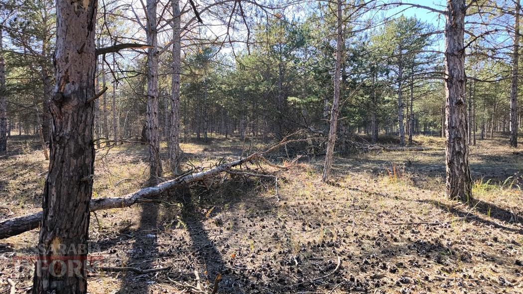 Тихий вайб Вилківського лісу у грибний сезон - фоторепортаж