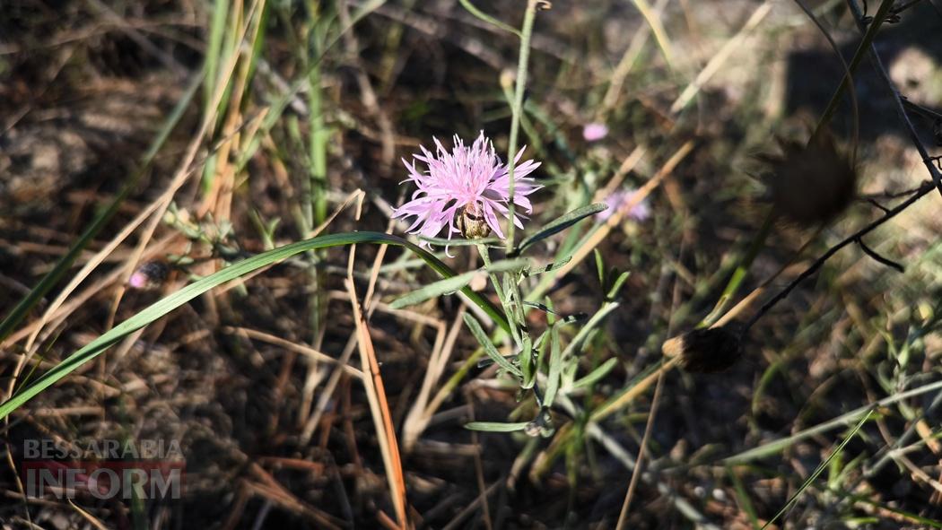 Тихий вайб Вилківського лісу у грибний сезон - фоторепортаж