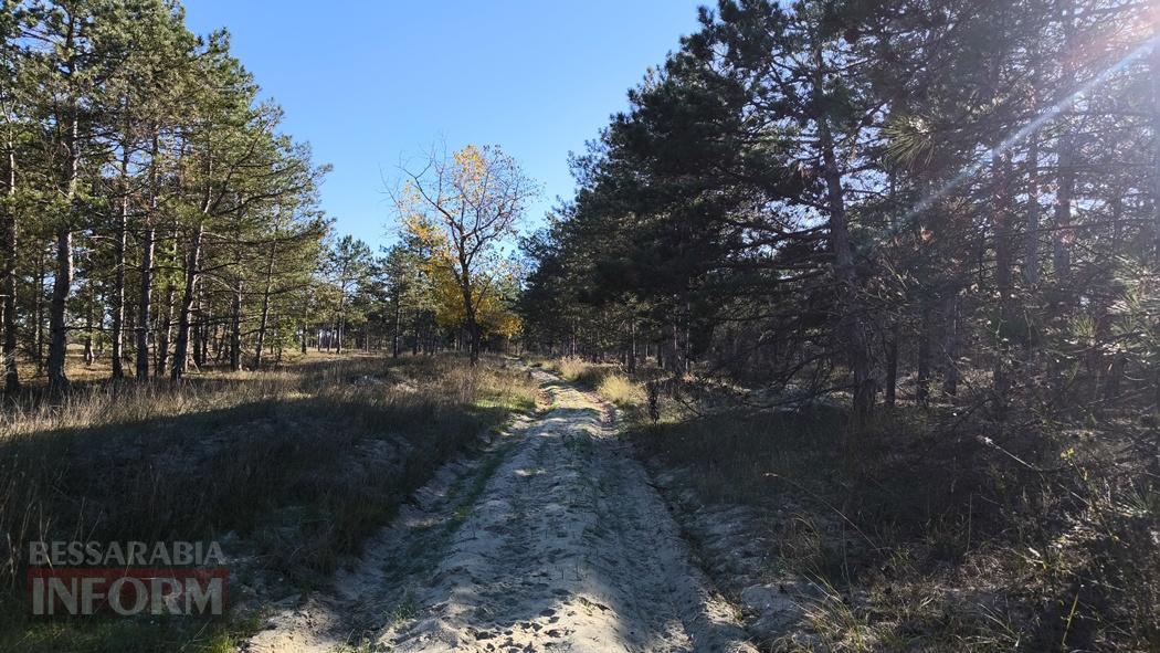 Тихий вайб Вилківського лісу у грибний сезон - фоторепортаж