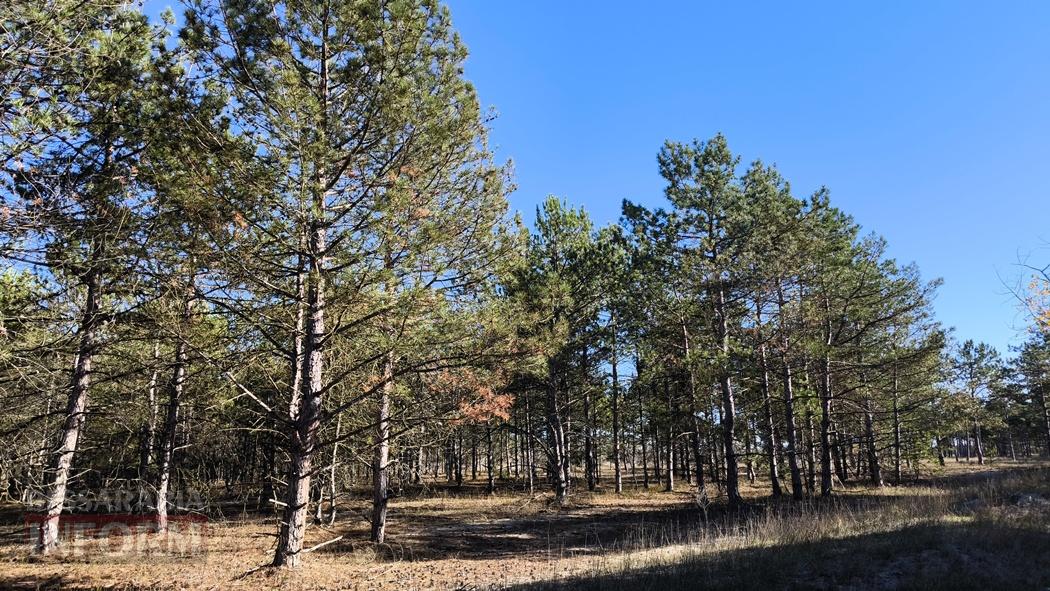 Тихий вайб Вилківського лісу у грибний сезон - фоторепортаж
