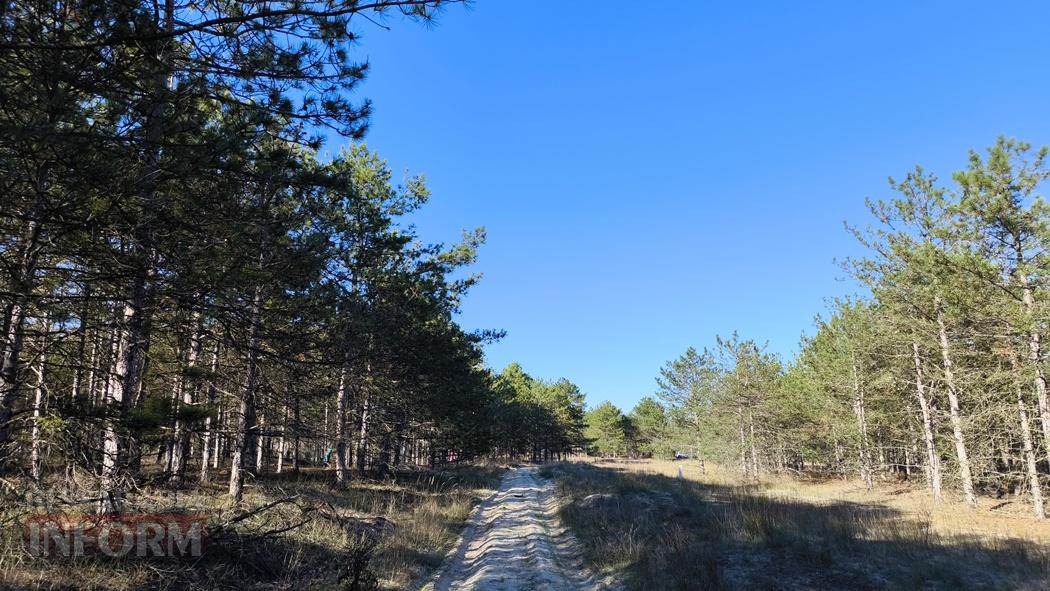 Тихий вайб Вилківського лісу у грибний сезон - фоторепортаж