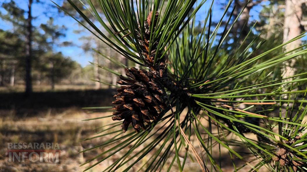 Тихий вайб Вилківського лісу у грибний сезон - фоторепортаж