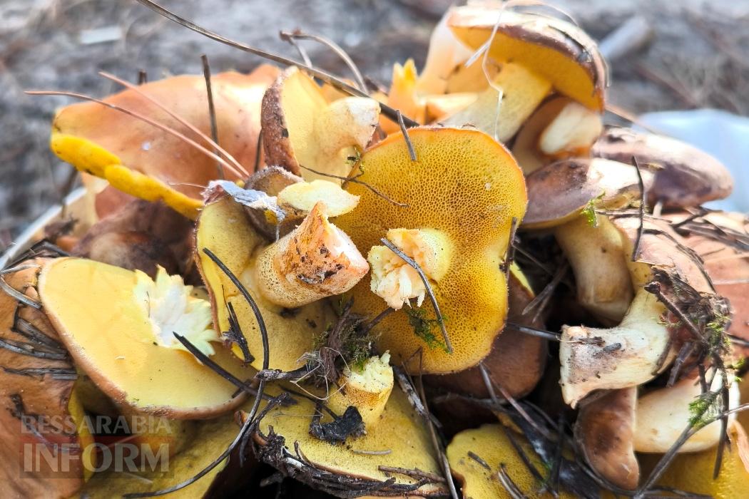 Тихий вайб Вилківського лісу у грибний сезон - фоторепортаж
