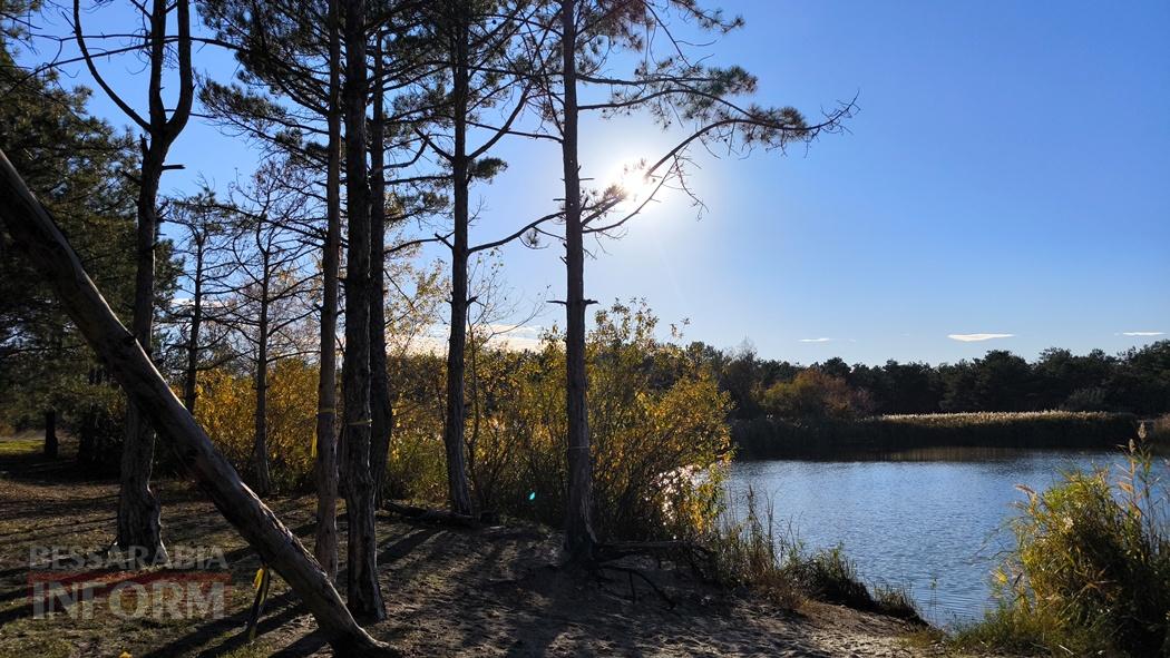 Тихий вайб Вилківського лісу у грибний сезон - фоторепортаж