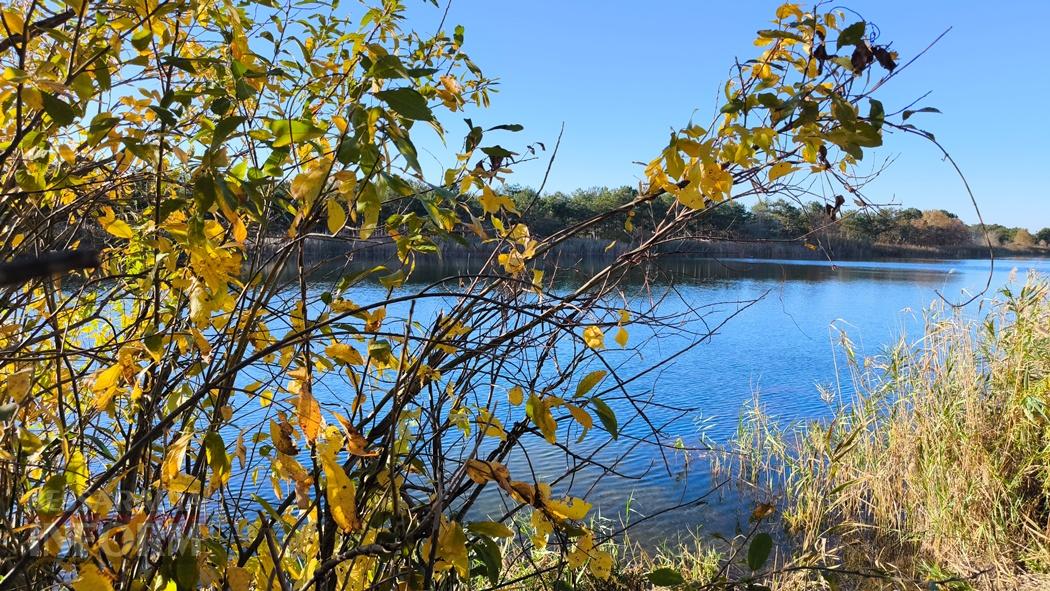 Тихий вайб Вилківського лісу у грибний сезон - фоторепортаж