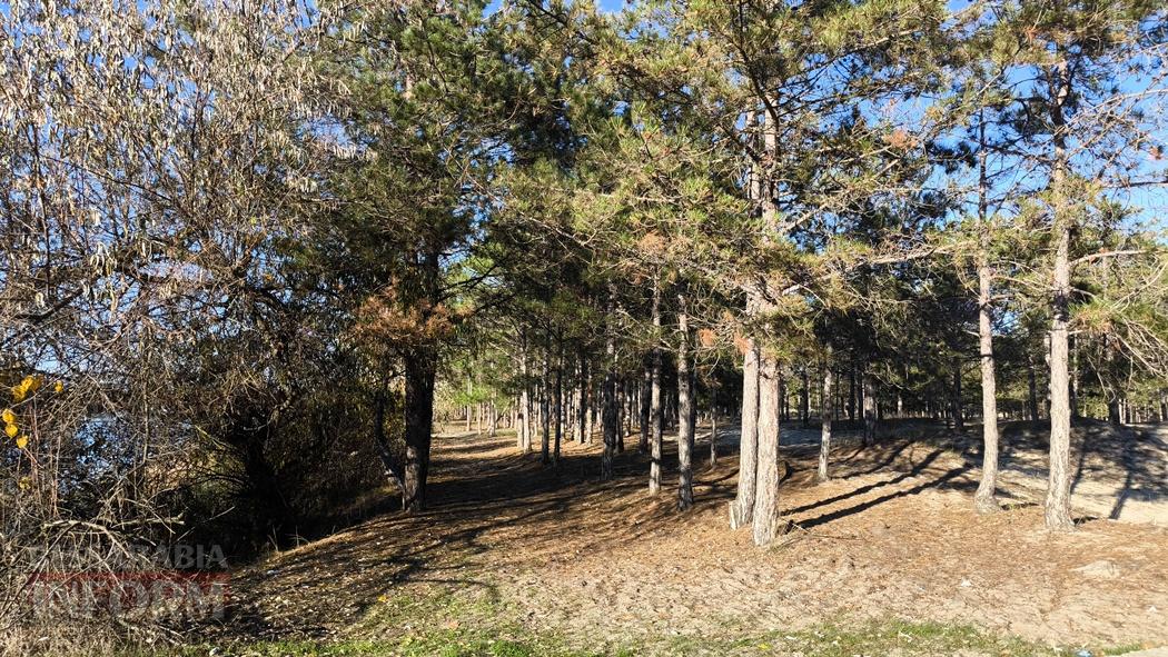 Тихий вайб Вилківського лісу у грибний сезон - фоторепортаж