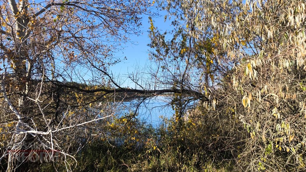 Тихий вайб Вилківського лісу у грибний сезон - фоторепортаж