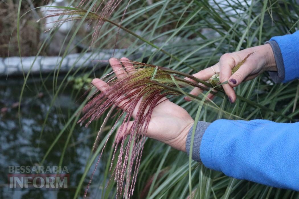 На Ізмаїльщині блогерка з технічною освітою вирощує справжній Едемський сад