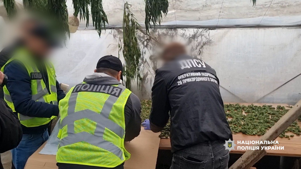 Одесит у себе в теплиці виготовив понад пів центнера канабісу